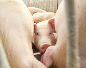 现在猪价行情走势图