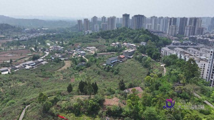 大五星枇杷种植技术