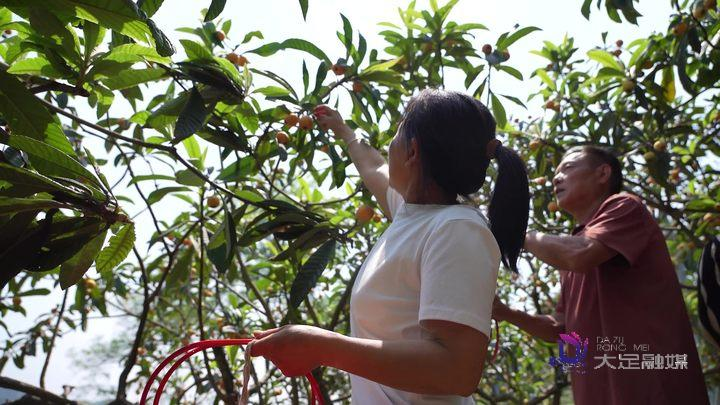 大五星枇杷种植技术