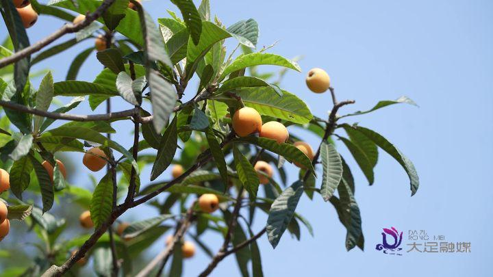 大五星枇杷种植技术