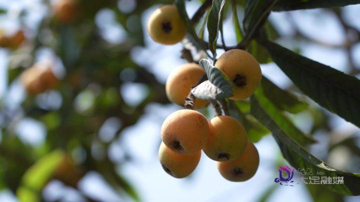 大五星枇杷种植技术