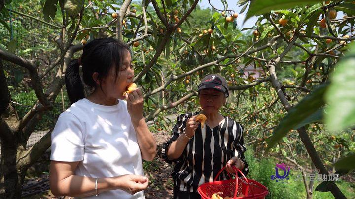 大五星枇杷种植技术