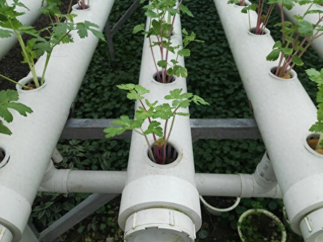 大五星枇杷种植技术