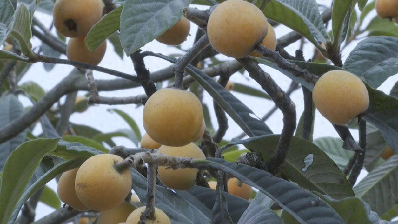 大五星枇杷种植技术