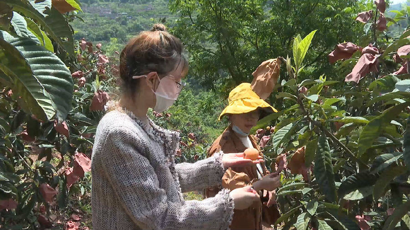 大五星枇杷种植技术