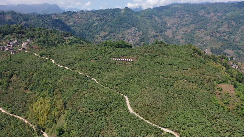 大五星枇杷种植技术