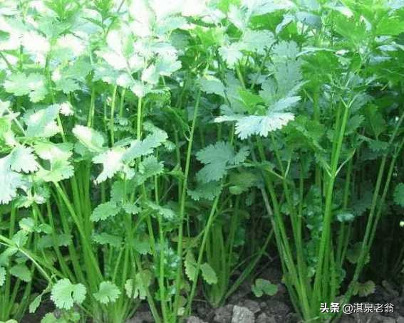 香菜种植时间和方法