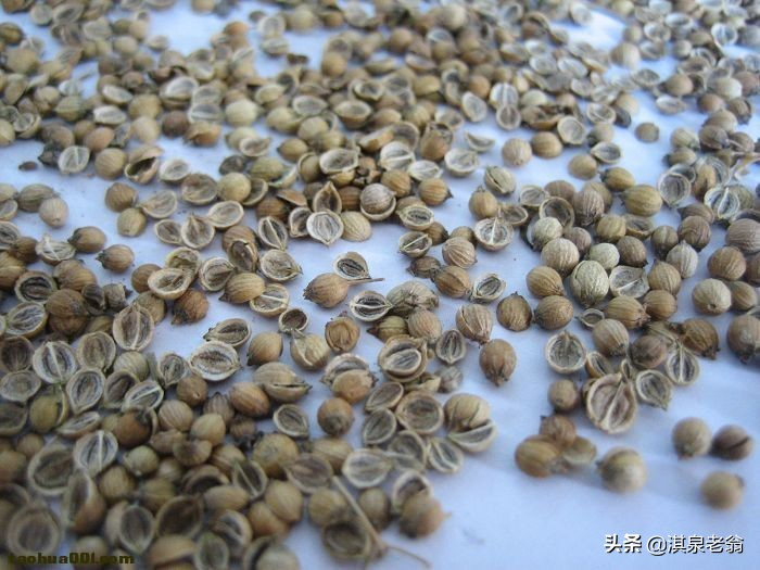 香菜种植时间和方法