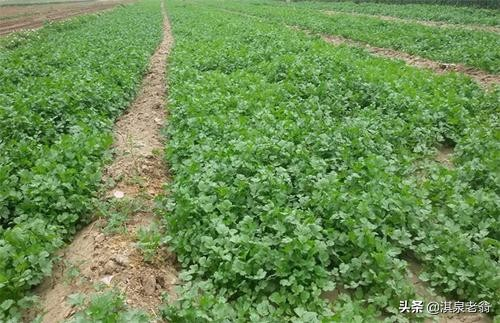 香菜种植时间和方法