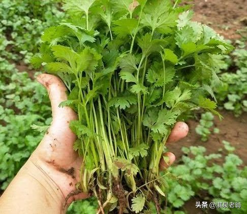 香菜种植时间和方法