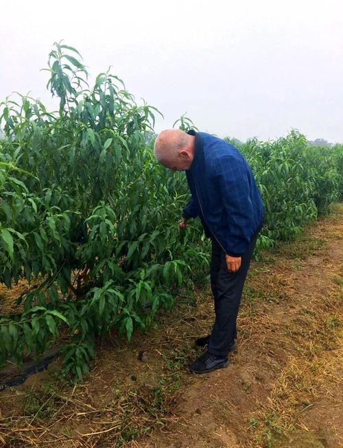 金秋红蜜桃种植技术