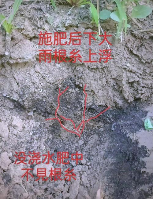 金秋红蜜桃种植技术