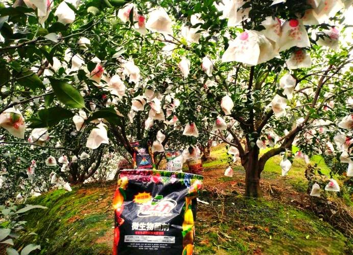 金秋红蜜桃种植技术