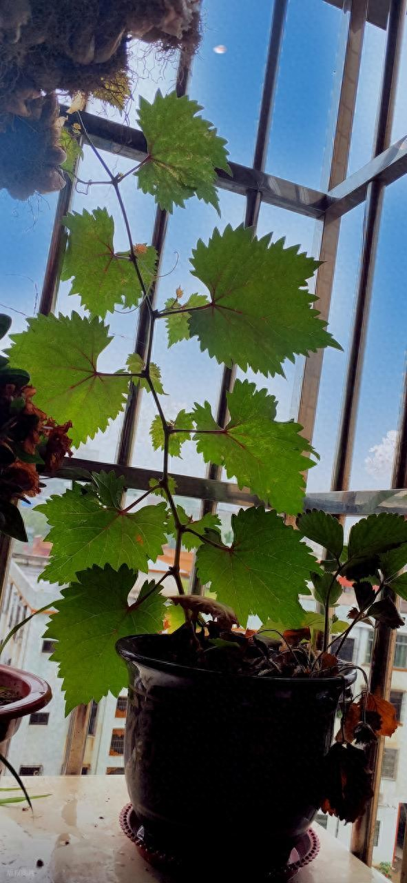 葡萄树种植方法