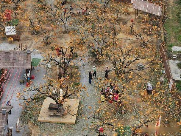 柿子的种植方法