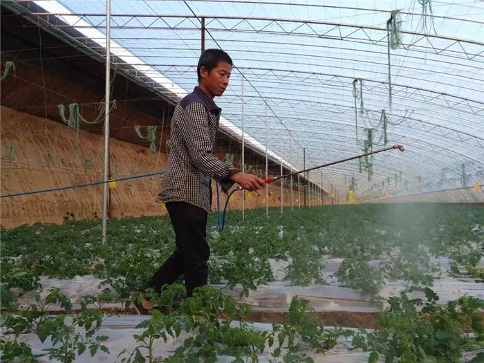 柿子的种植方法