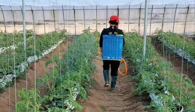 柿子的种植方法