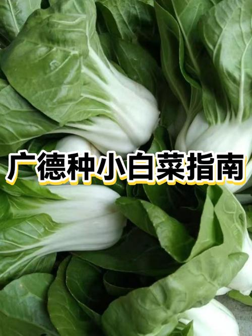 白菜种植技术