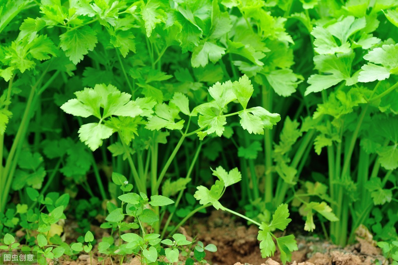 香菜种植时间和方法