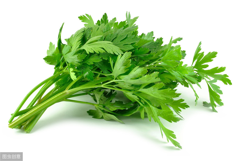 香菜种植时间和方法