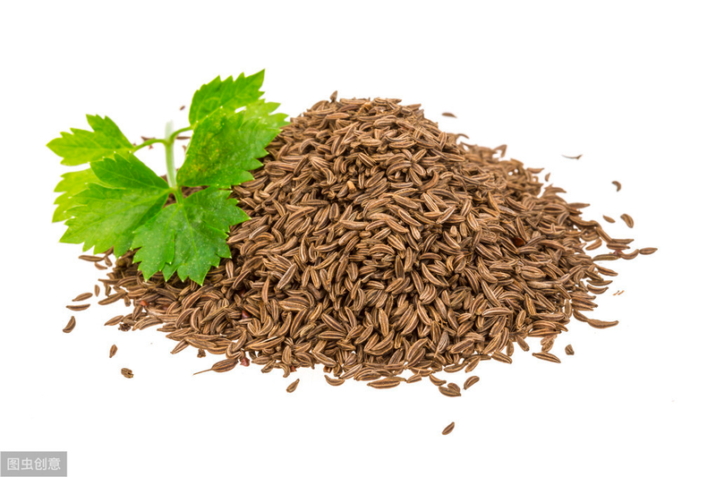 香菜种植时间和方法