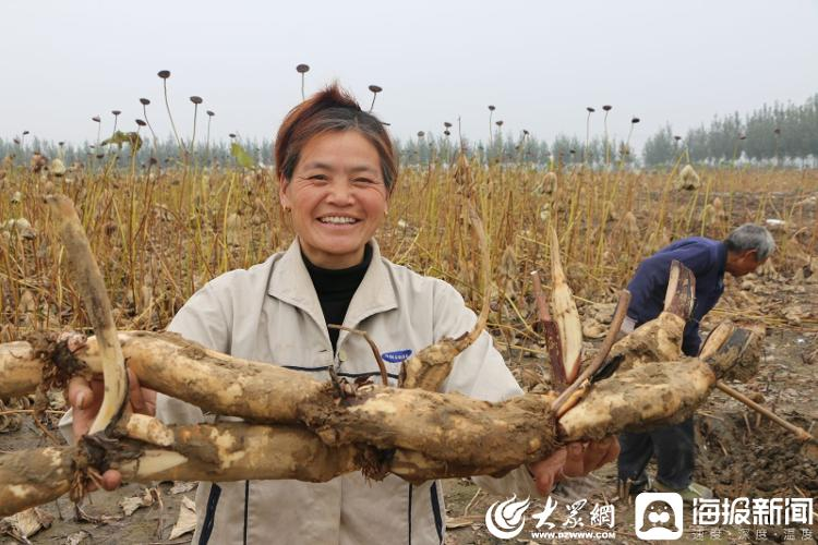 白莲藕种植方法