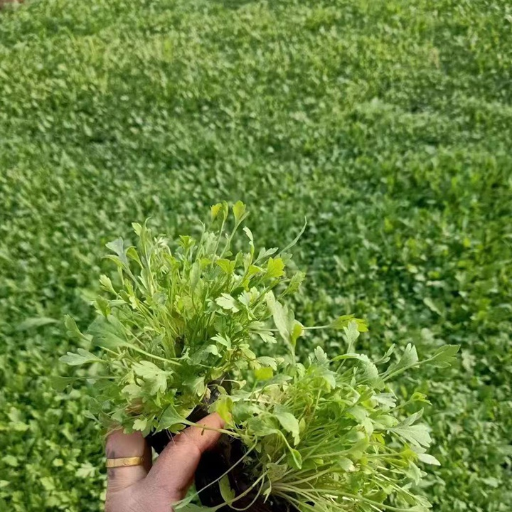 冰岛虞美人种植方法