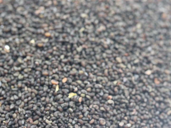 冰岛虞美人种植方法