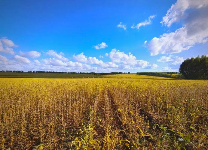 东北玉米种植技术