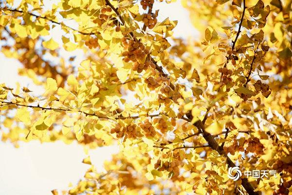 银杏树的种植方法