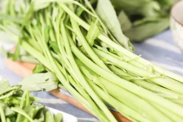 夏季蔬菜种植推荐，这3种，简单易上手