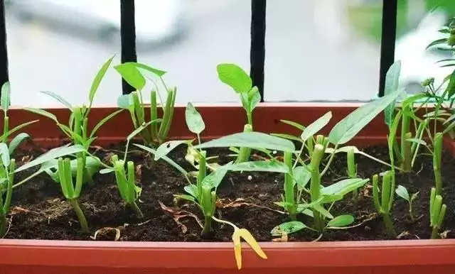 秋葵种子种植方法