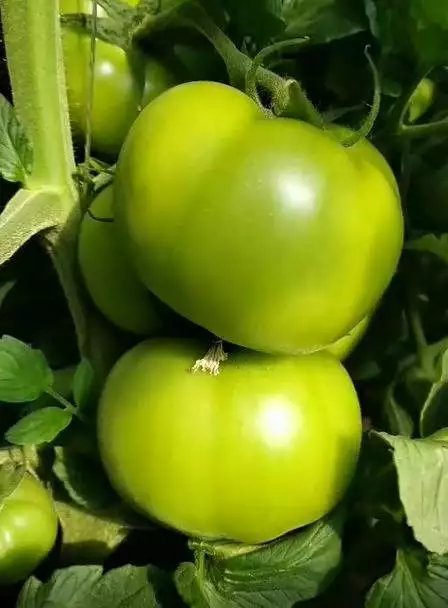 秋葵种子种植方法