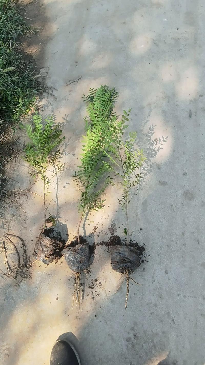 文冠果种植方法