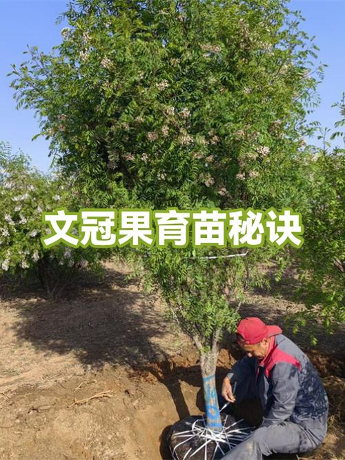 文冠果种植方法