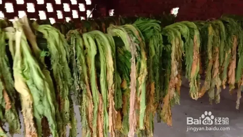 芽菜的种植技术