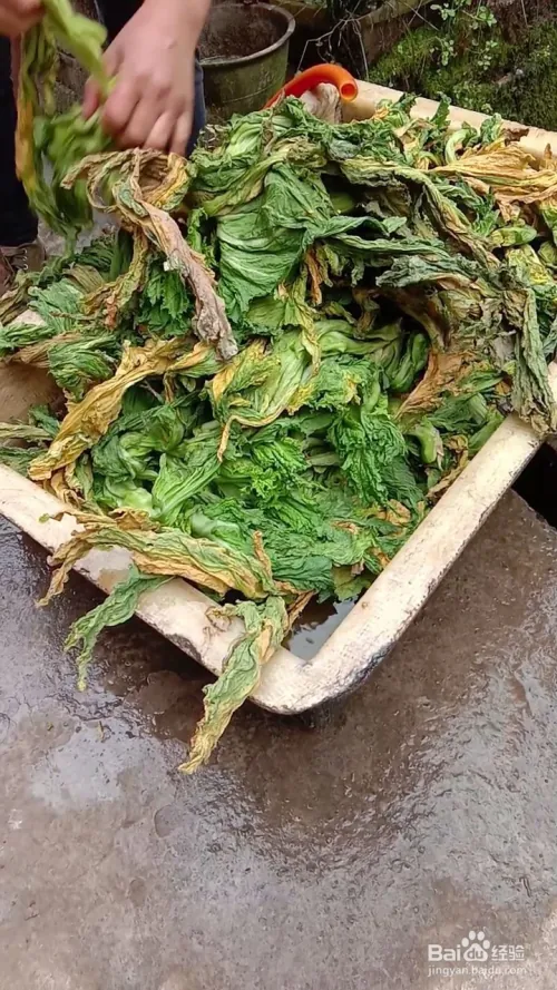 芽菜的种植技术