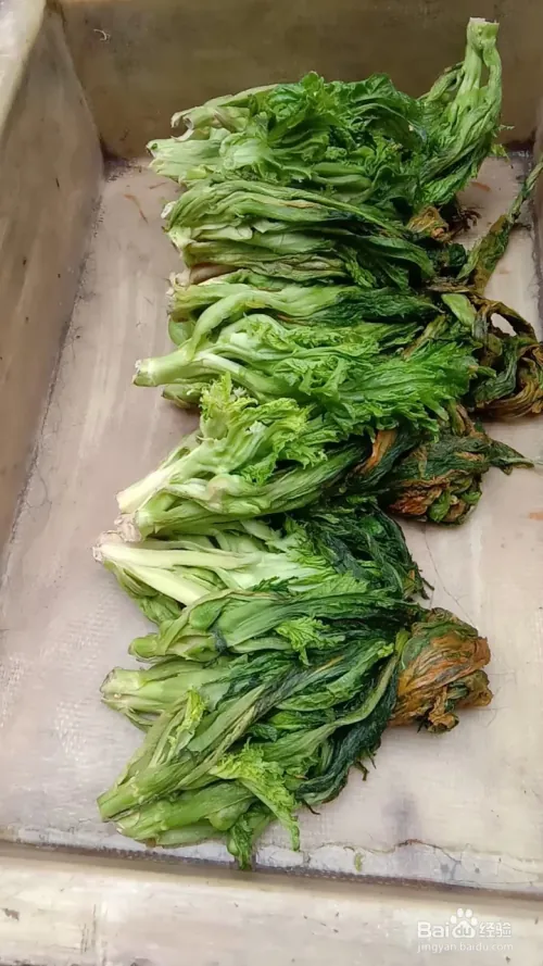 芽菜的种植技术