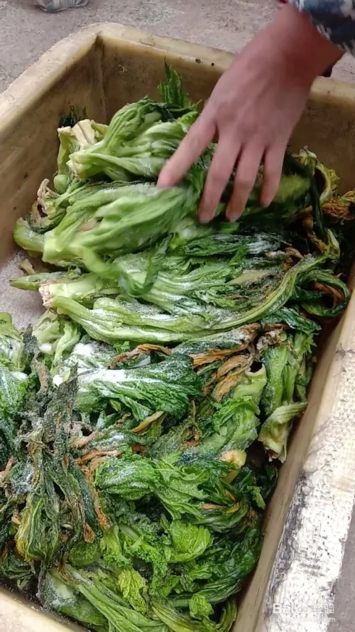 芽菜的种植技术