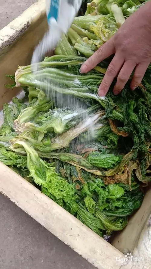 芽菜的种植技术