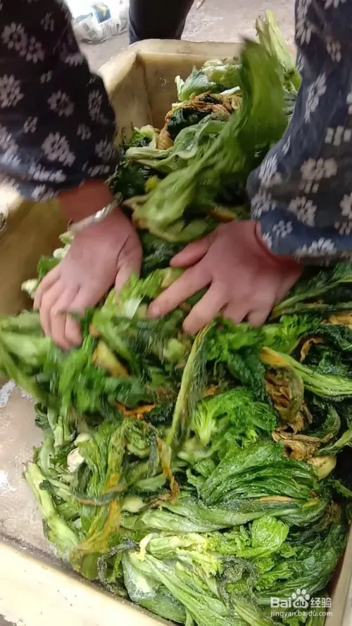 芽菜的种植技术