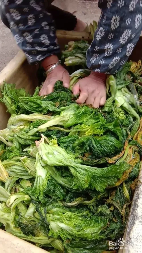 芽菜的种植技术