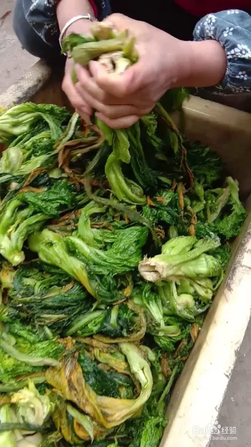 芽菜的种植技术