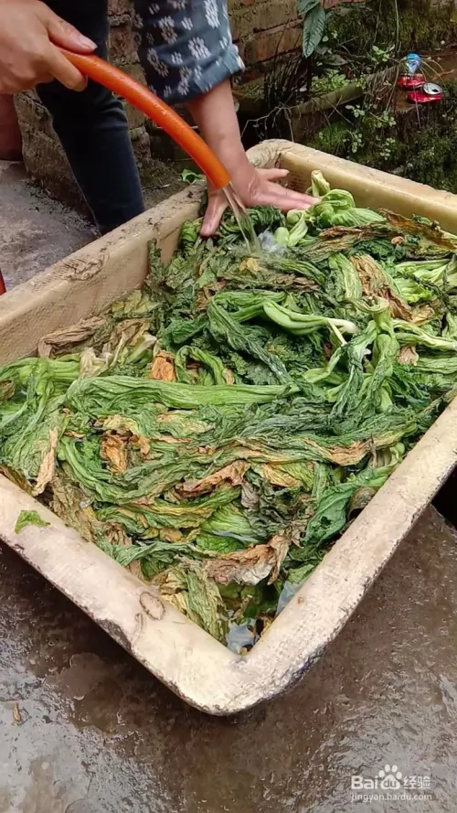 芽菜的种植技术