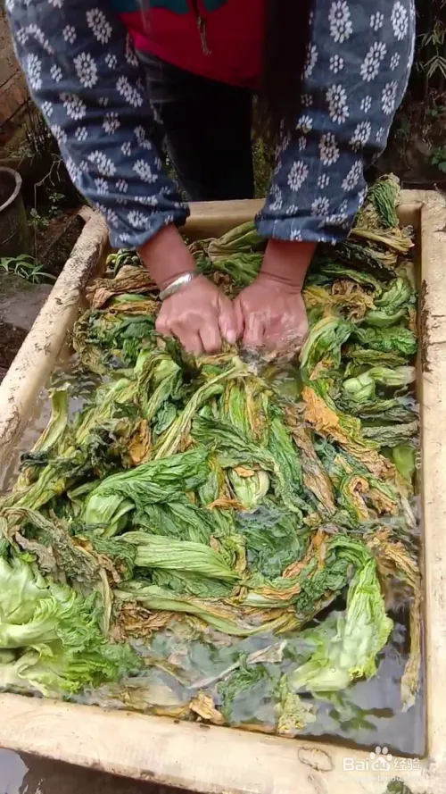 芽菜的种植技术