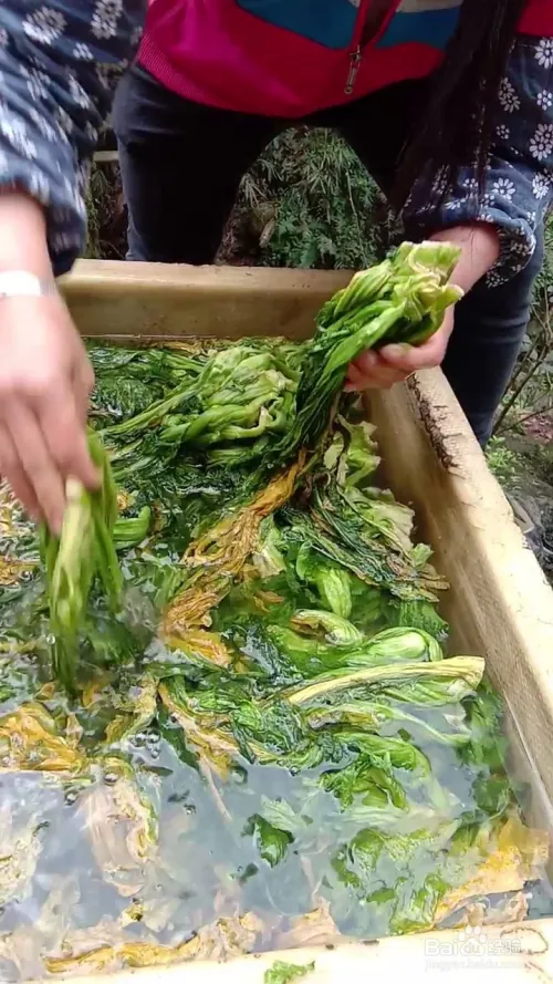 芽菜的种植技术