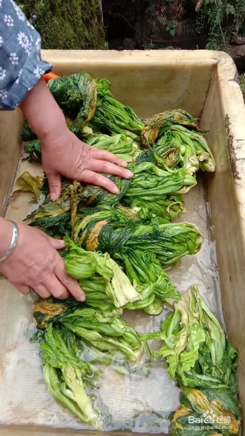 芽菜的种植技术