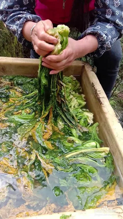 芽菜的种植技术