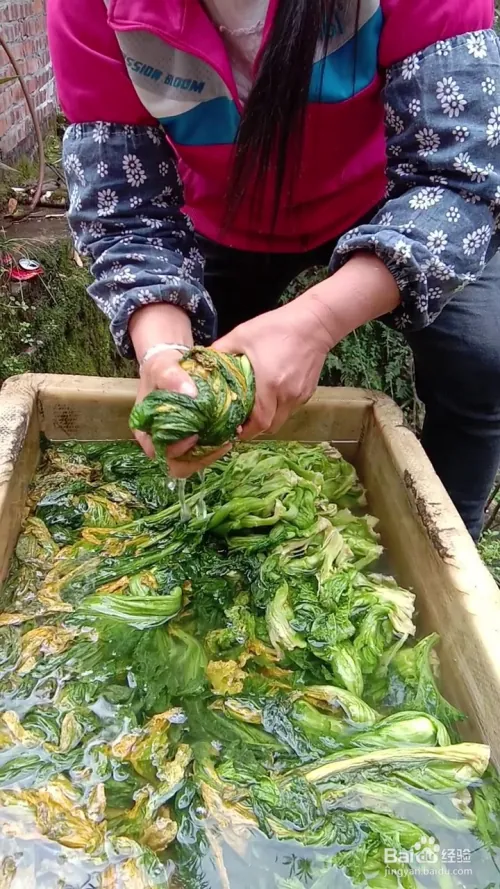 芽菜的种植技术