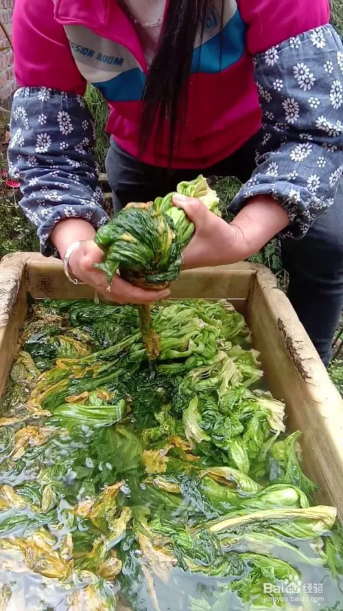 芽菜的种植技术